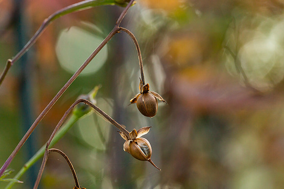 mikiodo200923_8857_LR