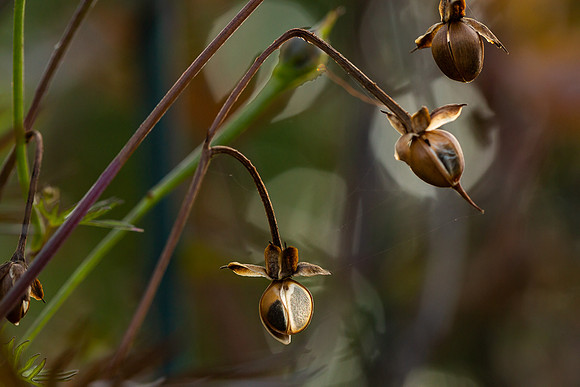 mikiodo200923_8859_LR