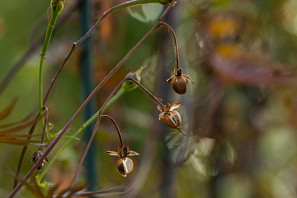 mikiodo200923_8858_LR