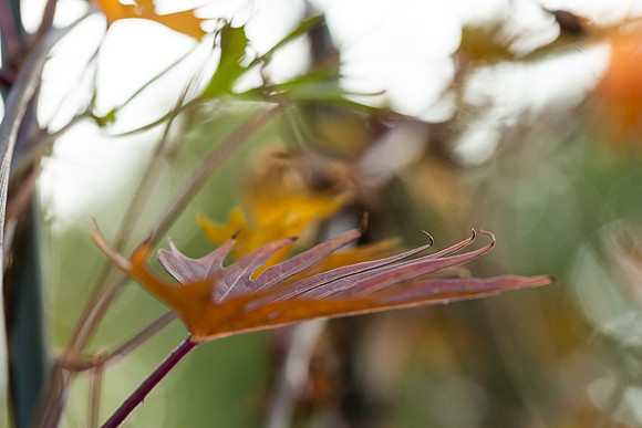 mikiodo200923_8860_LR