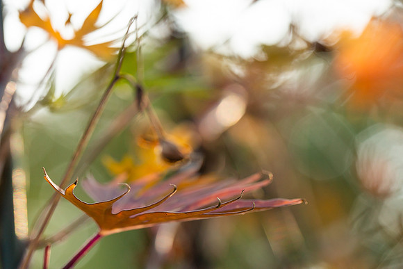 mikiodo200923_8861_LR