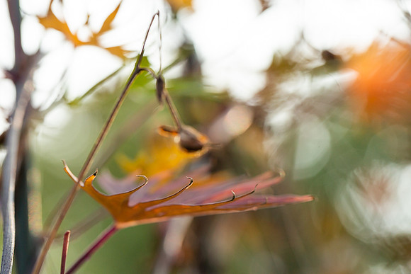 mikiodo200923_8862_LR