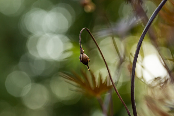 mikiodo200923_8863_LR