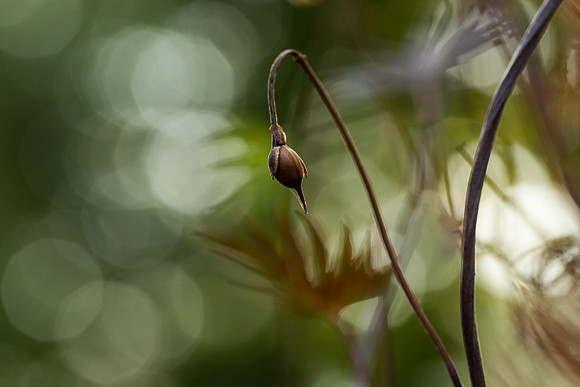 mikiodo200923_8865_LR