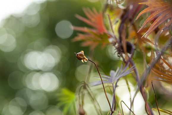mikiodo200923_8866_LR