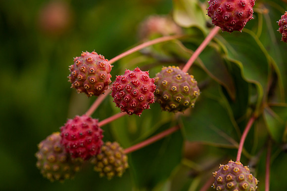 mikiodo200923_8867_LR