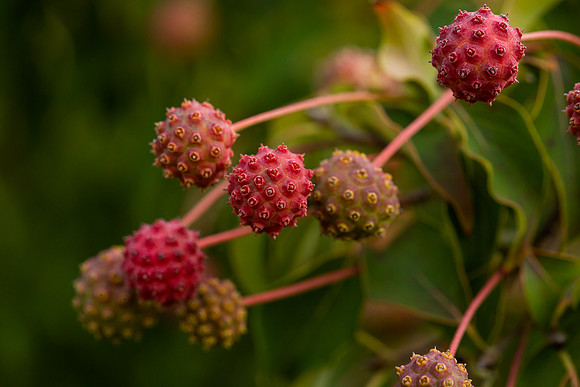 mikiodo200923_8868_LR