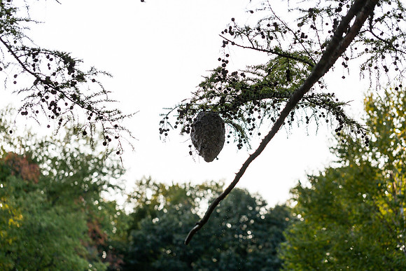 mikiodo200923_8925_LR
