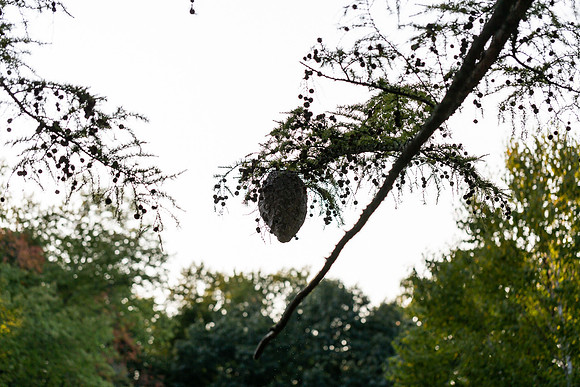 mikiodo200923_8927_LR