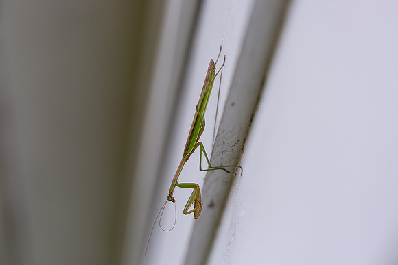 mikiodo200923_8928_LR