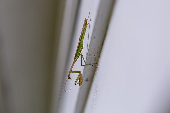 mikiodo200923_8929_LR