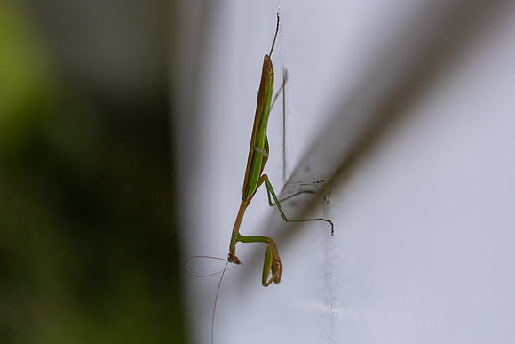 mikiodo200923_8930_LR