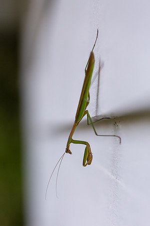 mikiodo200923_8932_LR