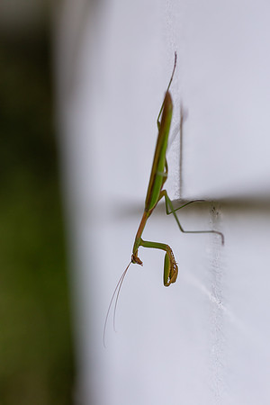 mikiodo200923_8933_LR