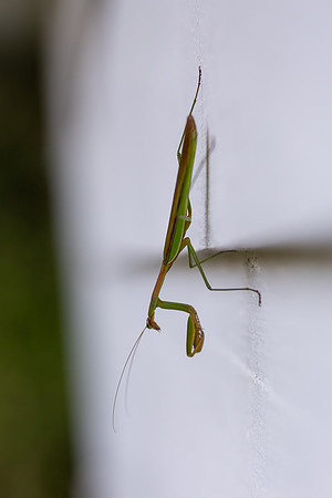 mikiodo200923_8934_LR