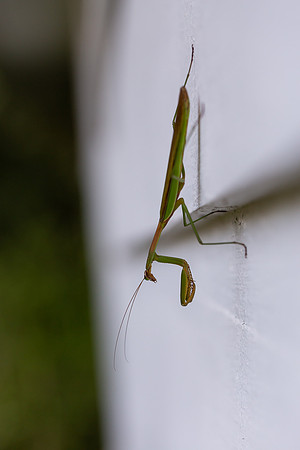 mikiodo200923_8935_LR