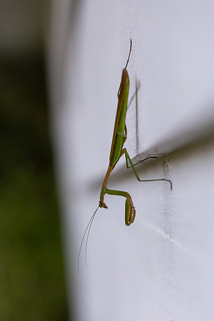 mikiodo200923_8936_LR