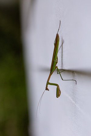 mikiodo200923_8937_LR