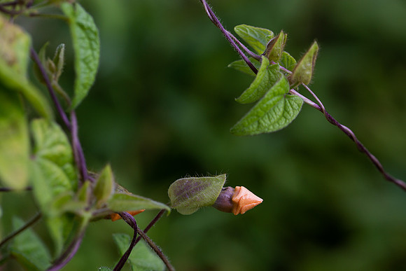 mikiodo200923_8939_LR