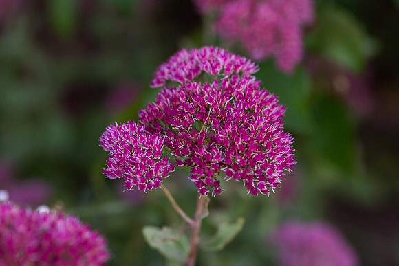 mikiodo200923_8940_LR
