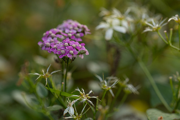 mikiodo200923_8951_LR