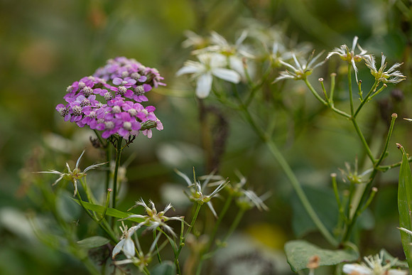 mikiodo200923_8952_LR