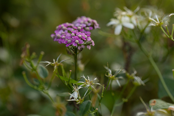 mikiodo200923_8953_LR