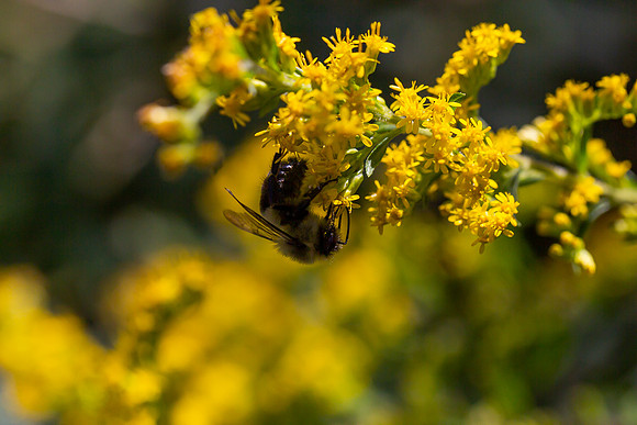 mikiodo200923_8961_LR