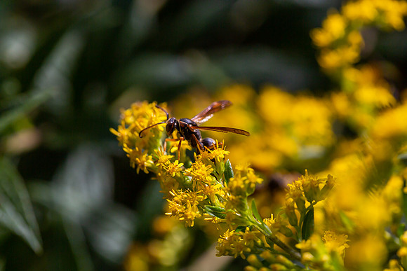 mikiodo200923_8963_LR