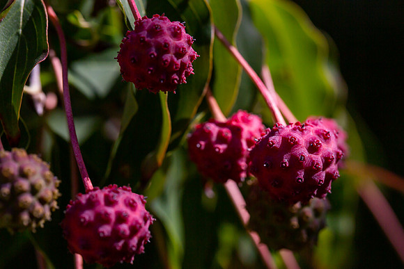 mikiodo200923_8964_LR