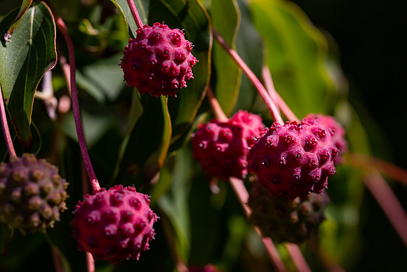 mikiodo200923_8966_LR