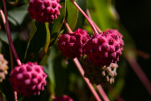 mikiodo200923_8967_LR