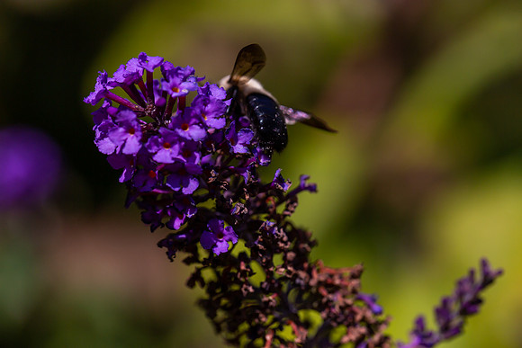 mikiodo200923_8968_LR