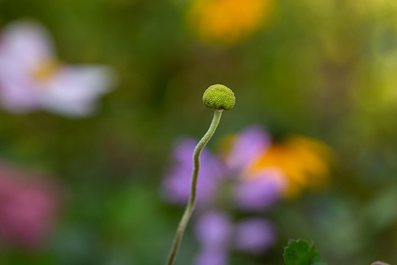 mikiodo200923_8991_LR