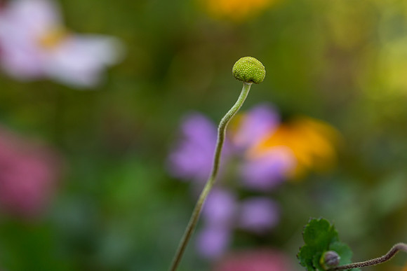 mikiodo200923_8992_LR