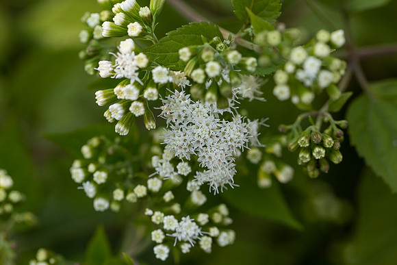 mikiodo200923_8996_LR