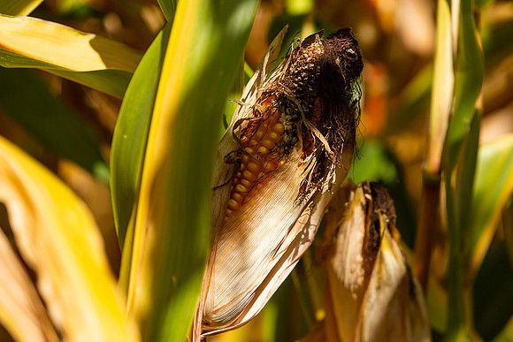 mikiodo200923_9023_LR