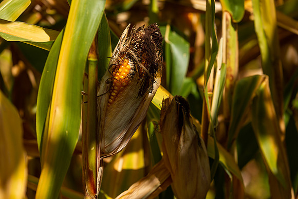 mikiodo200923_9025_LR