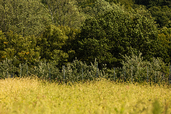 mikiodo200923_9029_LR