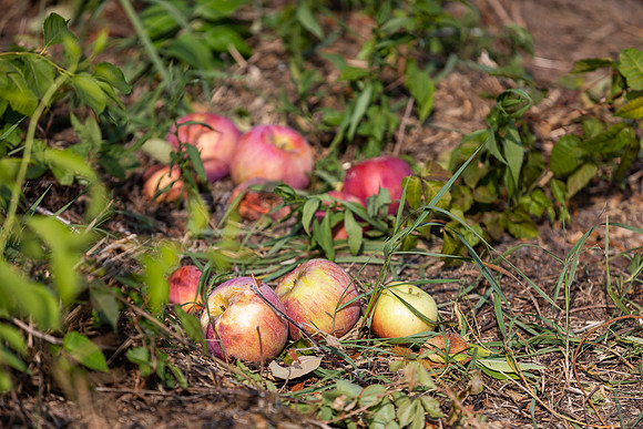mikiodo200923_9054_LR