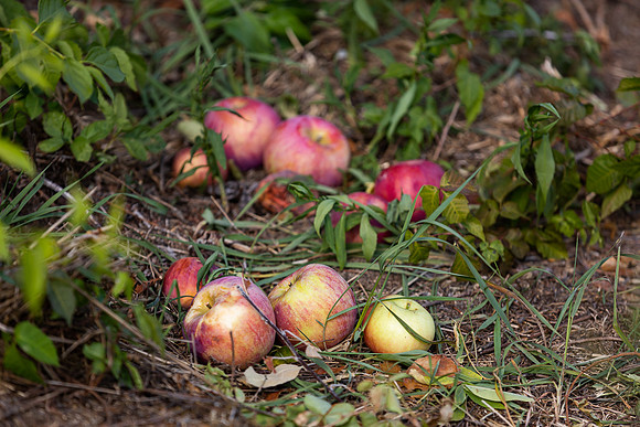 mikiodo200923_9055_LR