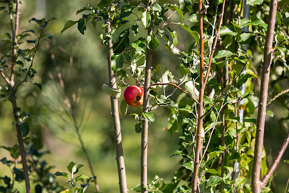 mikiodo200923_9056_LR