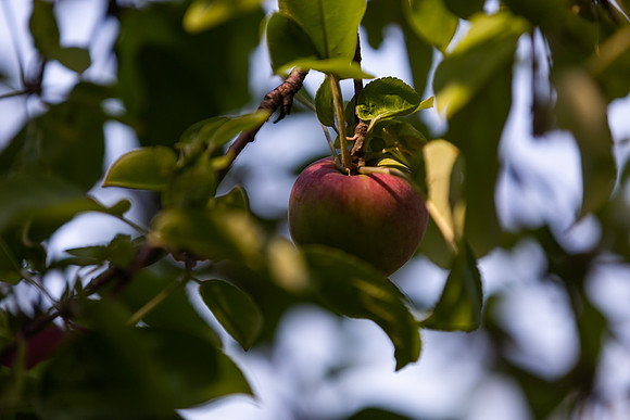 mikiodo200923_9091_LR