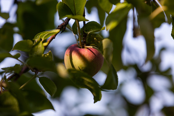 mikiodo200923_9092_LR