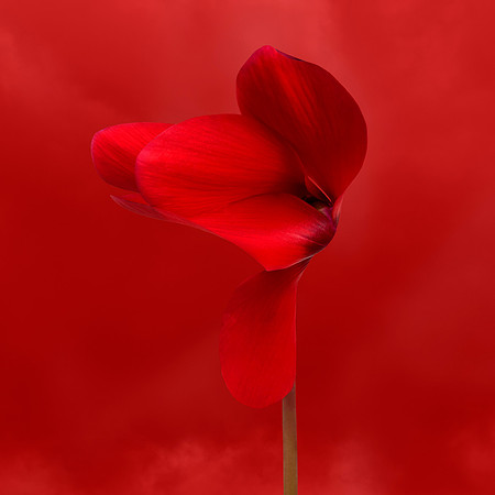 Flora: Red Storm