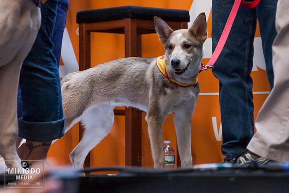 Broadway Barks 2014