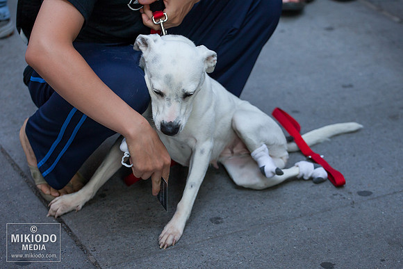 Broadway Barks 2014