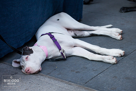 Broadway Barks 2014