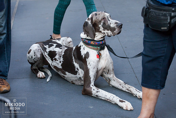 Broadway Barks 2014