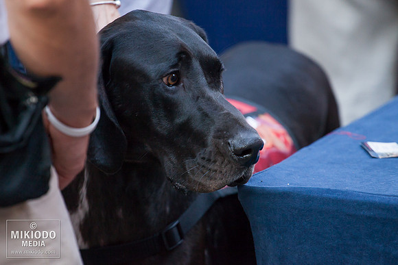 Broadway Barks 2014
